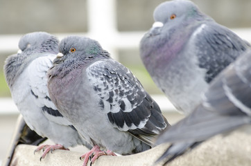 Pigeons perching on the back of seat.