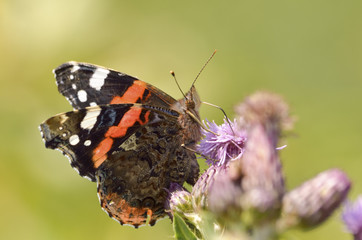 Red admiral butterfly feeding on thistle flower.