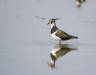 Northern lapwing