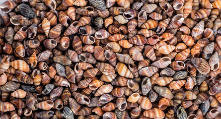 starfish, seashells and stones