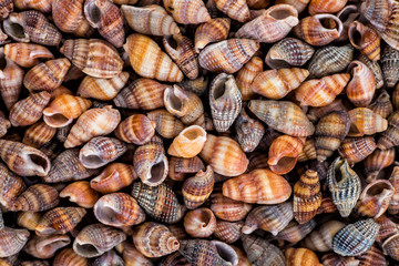 starfish, seashells and stones