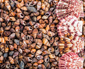 Sea Shells Seashells! - variety of sea shells from beach - panoramic - with large scallop shell.