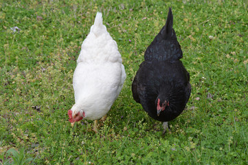 A black and a white chicken compliment each other against the green grass as they search for a morsel of food.