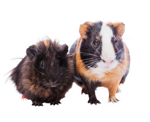 Two guinea pigs