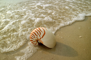 One Nautilus Shell on the Beach with Bubble of Sea Wave
