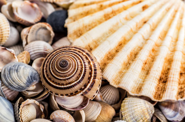 starfish, seashells and stones