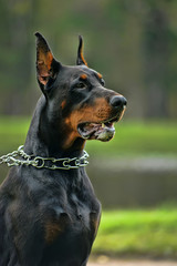 The Doberman Pinscher