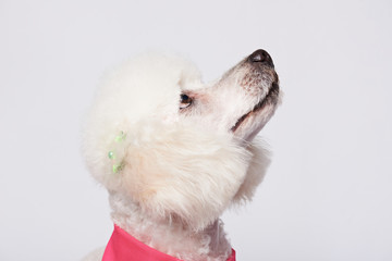 Profile portrait of white poodle