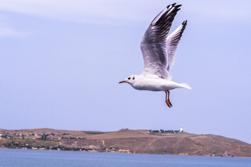 Big white seagull flying over the sea rapidly.