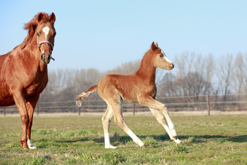Fototapeta premium Ponystute mit Fohlen