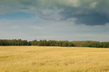 Wheat fields in the middle of the day