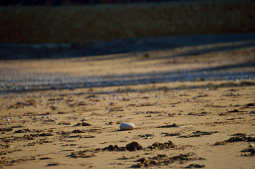 Lone pebble in a sand beach