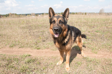 Dog german shepherd in a spring day