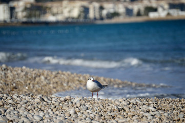 Seagull with city in the background