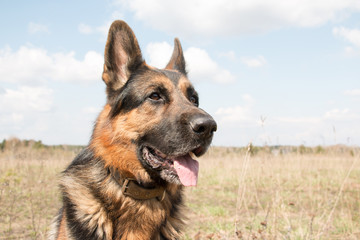 Dog german shepherd in a spring day