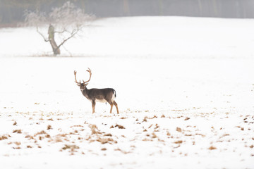 Fallow deer buck in meadow covered with snow.
