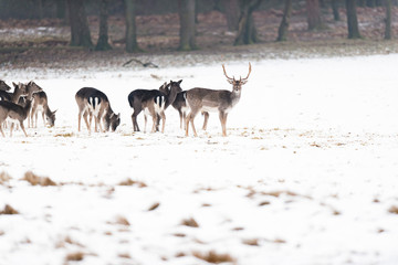 Herd of fallow deer in meadow covered with snow.