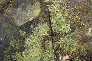 Background Wood Stone Sky