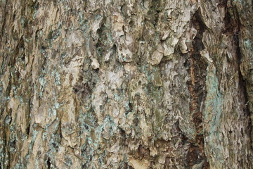 Background Wood Stone Sky