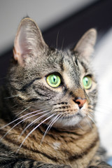 Portrait of a brown female cat staring with bright green eyes