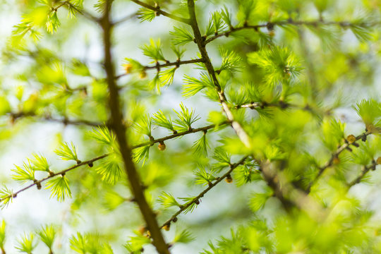 Fresh and green twigs of larch in the spring garden