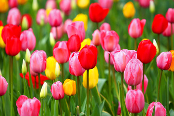 Red and yellow tulips.Natural background.