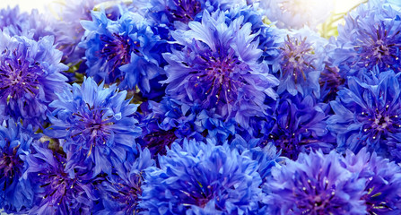 Fototapeta premium Beautiful bouquet of cornflowers isolated on white background