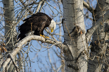 Bald Eagle Perched High in the Winter Tree