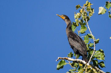 Double-Crested Cormorant Perched High in a Tree