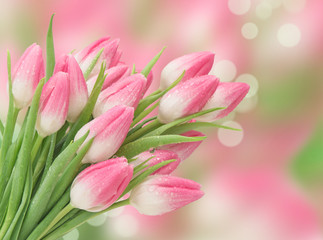 Fototapeta premium Pink tulip flowers blurred background Spring blooms