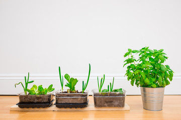 Growing Herbs and Vegetable at Home