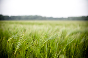 Fields of Barley