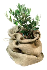 Peel and stick wall murals Olive tree small olive tree in the bag