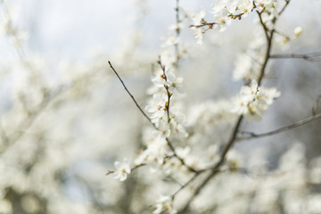 White and fragrant cherry flowerduring spring - obrazy, fototapety, plakaty