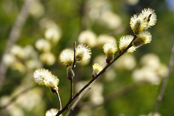Obraz premium Beautiful blossoming branch of a willow Sunny spring day