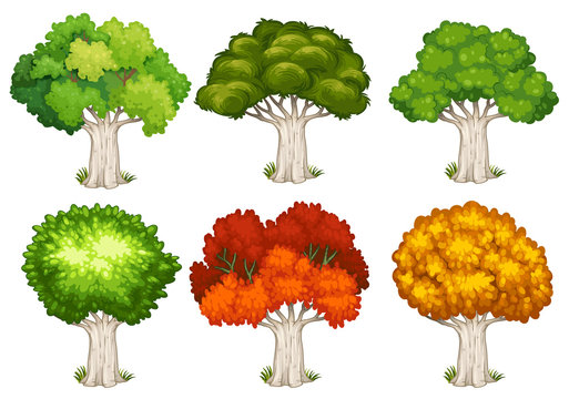 Different shapes of trees
