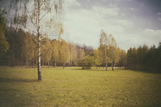 Blurred artistic image of forest meadow