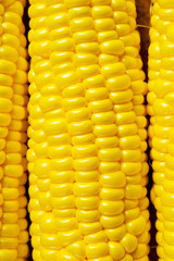 Sweet corn closeup