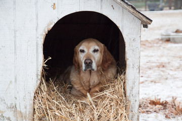 Yellow labrador in his doghouse during winter