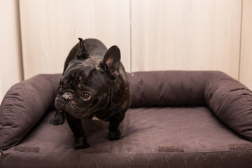 french bulldog az home