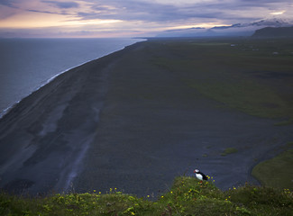 The Lone Puffin