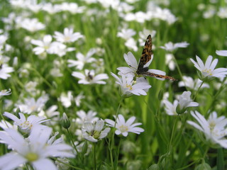 Wild wasp collects nectar with small white flowers Stellaria media, chickweed.Honey plants Ukraine. Collect pollen from flowers and buds