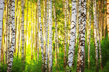 summer in sunny birch forest