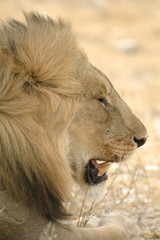 Portrait Lion in Etosha