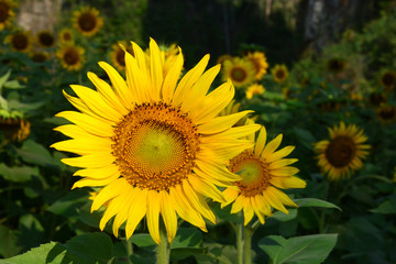 Obraz premium Sunflowers in valley