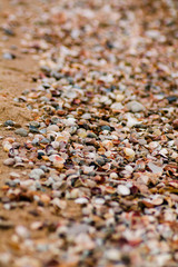 Many scattered beige shells on the beach after a storm. Selective focus