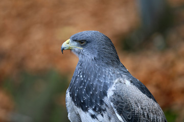Aguja great bird of prey