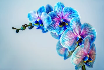 Gordijnen Blue orchid. Brunch of orchid with the blue flowers with violet viens. © Alona