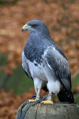 Aguja great bird of prey
