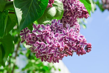 Blooming varietal selection two-tone lilac (Syrínga). The Sort Of 